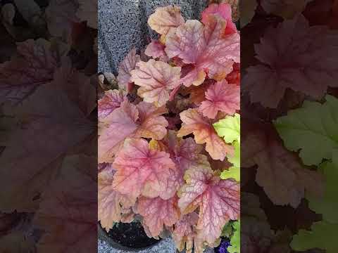 #gardenplants #heuchera #spring2023