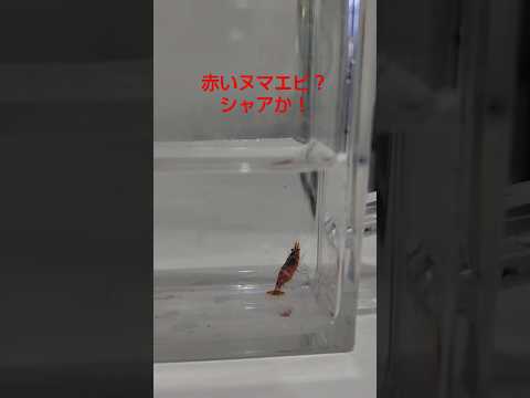 赤いヌマエビ？シャアか！