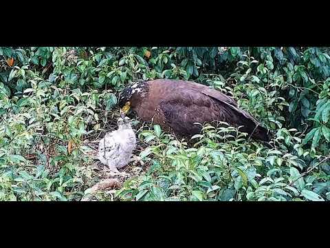 20240525 《阿母的Q彈黏黏蛇肉，黏到小樹枝甩不掉》😆😆😆