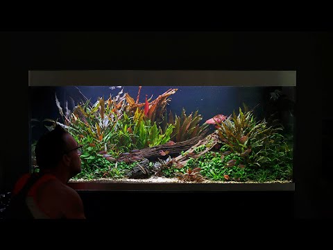 BIG UPDATE ON MY BEST AQUARIUM  - NEW FISH AND PLANTS