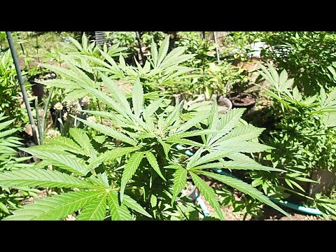 The Good, Bad, and The Ugly - Funky garden tours 06-16-24 - Pre Solstice Outdoor Edition 🌔☀️⚡🙏🌱🪴🌶️🍅💨