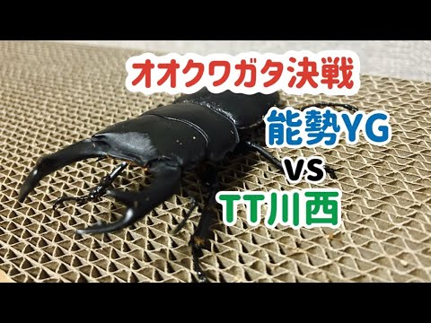 【オオクワガタ】血統別対決