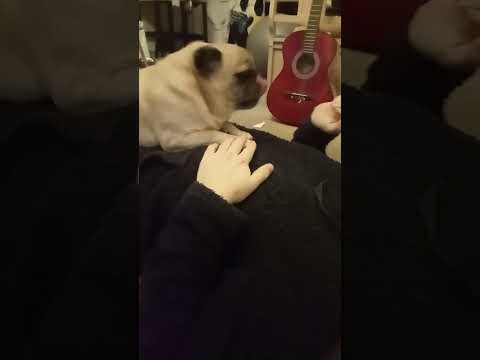 cute pug wants kisses, adorable dog, loveable affectionate Frank the pug dog