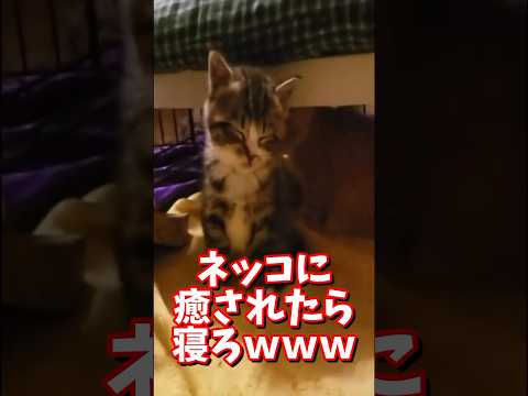 ネッコの動画で癒されたら寝ろｗｗｗ　#2ch #2ch動物スレ #2ch面白いスレ #動物 #犬 #猫 #癒やし #ねこ