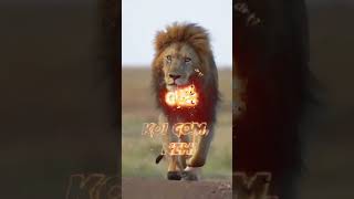 Lion Attitude shayari status Shayari status Attitude shayari #youtubeshorts#viral#shayari#shorts