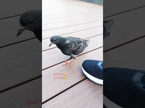 pigeon eating snack