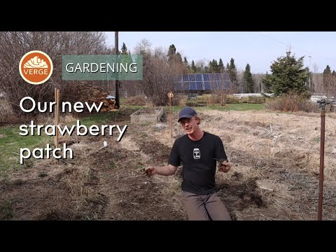 Planting Strawberries and Garden Resiliency with Rob & Ben