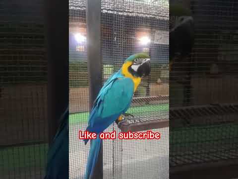 Macaw parrot sound #ytviral #shortsfeed #trendingshorts #viralshort#subscribe#millionlikes#subscribe