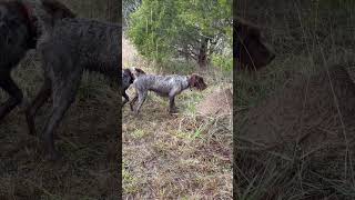 Field bred hunting german shorthaired pointer wirehaired pointing griffon cross Chap on point