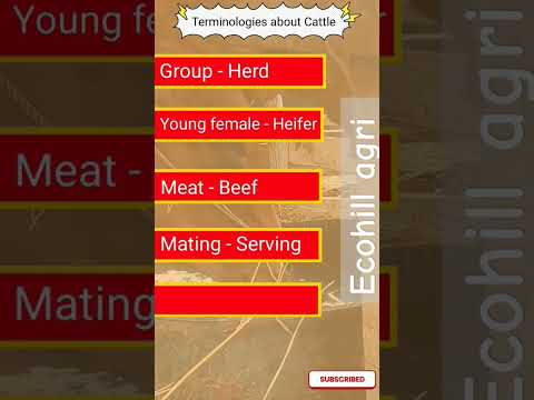 Terminologies about Cattles l #cow #agriculture #livestock #ecohillagri