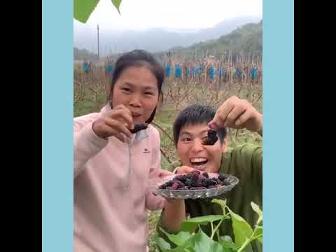 Fruit farms in China   Eating fresh fruit on farm #8