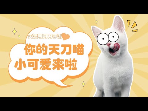 在天刀“养猫吃牛”  年度资料片《星垂平野阔》