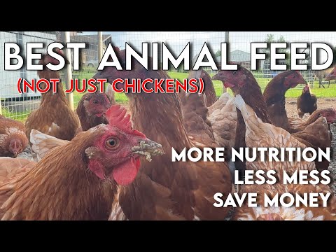 Best Animal Feed Tip | Not JUST for Chickens