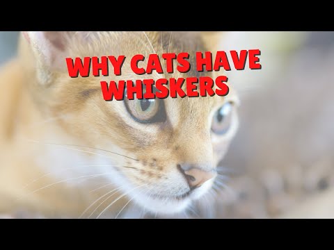 The Purpose Of Whiskers | Two Crazy Cat Ladies