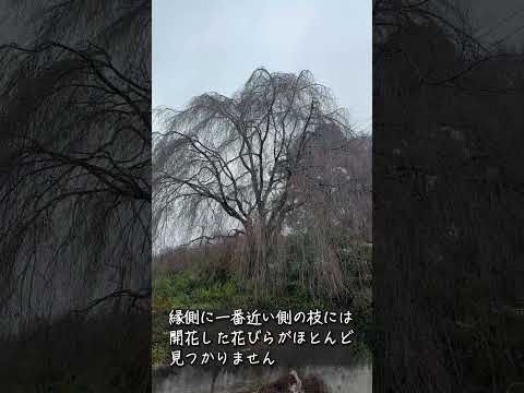 EGN｜縁側ニュース｜枝垂れ桜の開花状況！ 雨なので一分咲き未満？｜2024.3.25