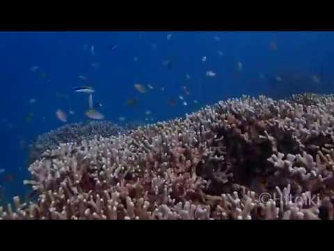 沖縄本島でシュノーケリング！枝サンゴの群生とスズメダイ達（2019年8月3日沖縄名嘉真）