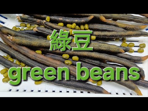 綠豆 green beans