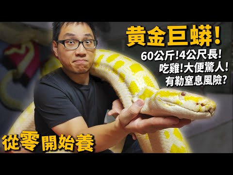 【從零開始養】黃金巨蟒!60公斤?大便吃雞很壯觀!?【許伯簡芝】