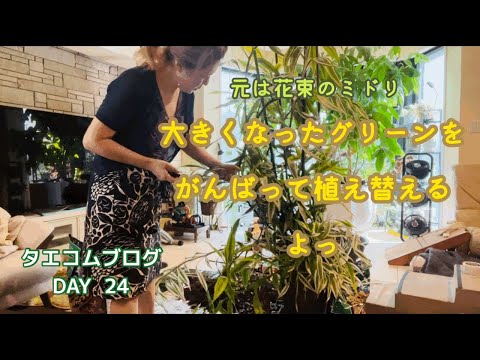 タエコムブログ　DAY24／大きな鉢植えを一人で植え替え／若いネクタリンを食べる／最近ゴハンに来るのは黒猫ちゃん