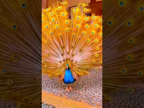 so cute peacock 😘🥰🔥😱#shorts #cute #peacock #viral