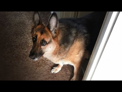 20 MINUTOS DE PERROS GRACIOSOS QUE TE HARÁN REÍR 🤣🐶