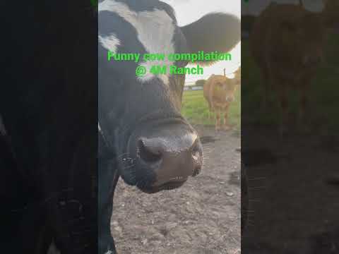 🐮Funny Cow Compilation! 🤣 #shorts #funnyvideo