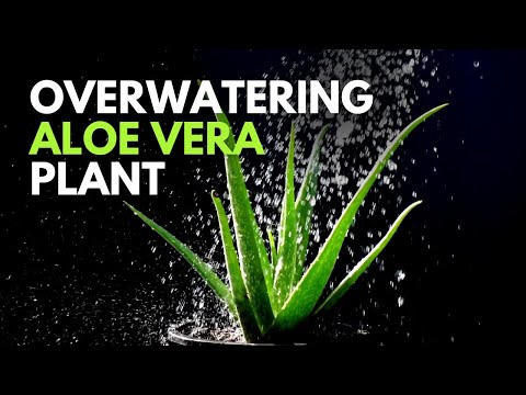 Over watering Aloe vera Plant