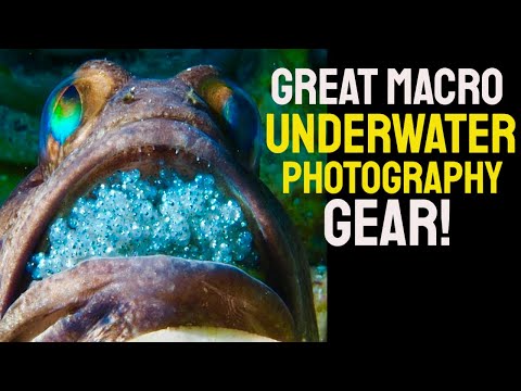 Macro Setup for Underwater Photography (+ Tips on lighting & tripod gear!)