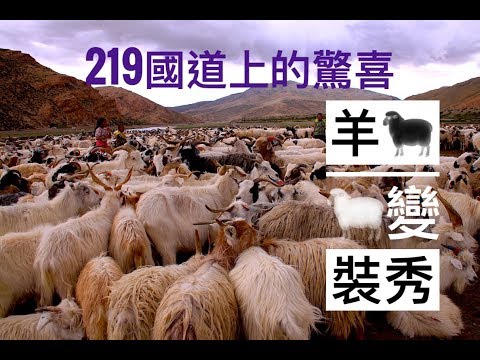 羊咩咩變裝秀 | 西藏 | 日喀則 | 帕羊 | 老仲巴 | 國道219 | 後藏阿里行