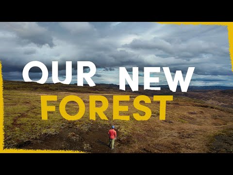 How we are creating a forest in this barren patch of Iceland