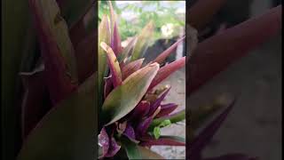 🏡Boatlily in my garden 🏡#viral#song  #youtubeshorts #gardeningchannel