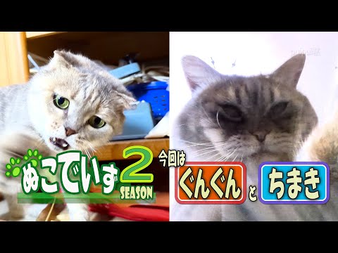 【また猫じゃらしで遊ばれる猫はいませんか】ほんきだすにゃ