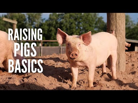 Pig farming 101: 15 Things You Need to Know about Raising Pigs