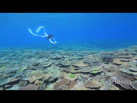 沖縄本島、国頭村のサンゴ礁でシュノーケリング！