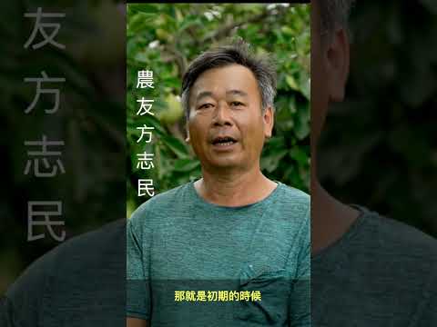 老文旦樹生病了 他不是噴農藥 讓文旦樹起死回生 ｜｜#美麗心台灣。＃台南文旦柚