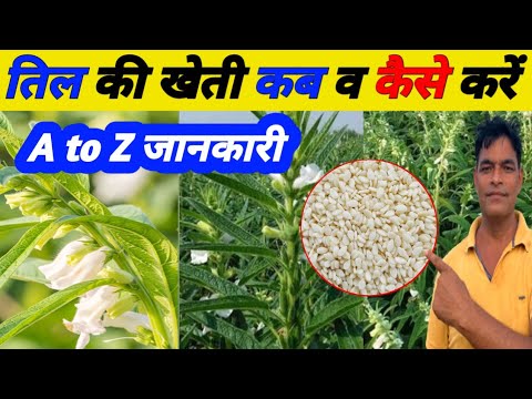 गर्मी में तिल की खेती कैसे करें|तिल की खेती की जानकारी|Sesame Farming|Til ki kheti kese kare|तिलहन