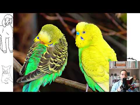 Budgerigar. Pros and Cons, Price, How to choose, Facts, Care, History