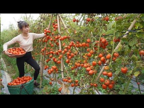 Dương Daily Life - Harvest at the largest tomato garden in the area - Go to the market sell