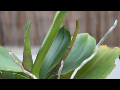 蝴蝶兰这段时间加一杯水，有利于它冒花芽