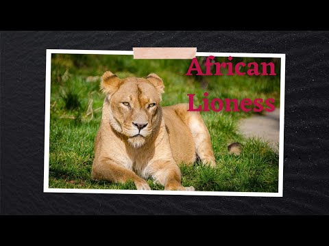 African lioness