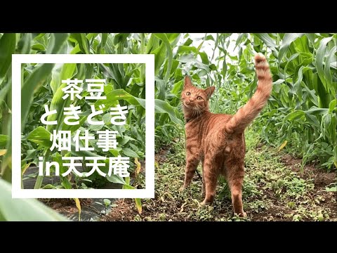 猫がトウモロコシ畑を点検,畑仕事をする猫,点検猫,猫の点検,畑猫,畑仕事をする猫,仕事猫,散歩猫,茶トラ猫,Working cat,猫動画, @僕茶豆 No75@bokuchamame