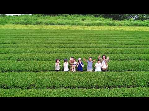 ４【ドローン映像】紅茶専門店くれは　南薩摩紅茶　天空の茶園より　錦江湾を望む　地上１００メートルからの空中撮影　岡本啓さん　後藤望さん（鹿児島県肝属郡南大隅町根占　２０１７年０７月１２日）