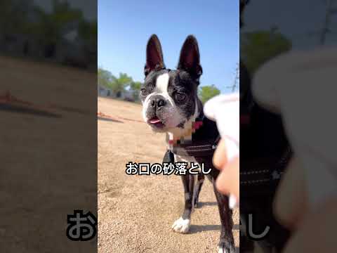 タタ坊今日もたくさん遊びました♡#ボストンテリア #bostonterrier #dog #dogshorts #かわいい犬