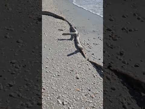 Seashells on Sanibel Island after hurrican Milton