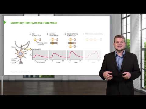 Postsynaptic Potential PSP and Binding