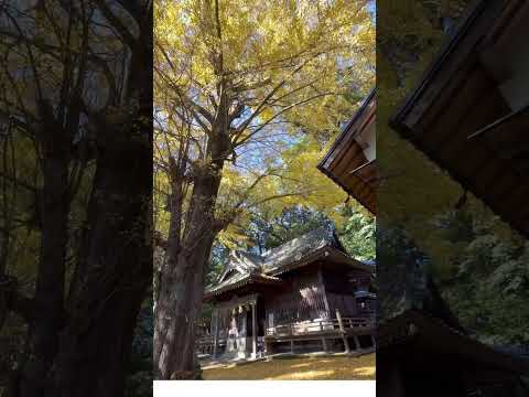 #ことのまま八幡宮 #事任八幡宮 #静岡旅行 #大銀杏 #黄葉 #紅葉 #紅葉狩り #掛川市 #shorts #彩いろどり旅 #願いが叶う #願いが叶う神社 #パワースポット