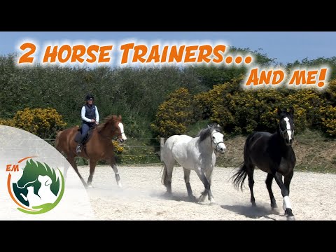 Using trained horses to work young horse Oisin