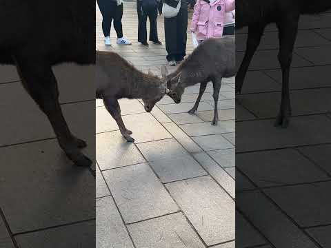 Nara Deer Fighting