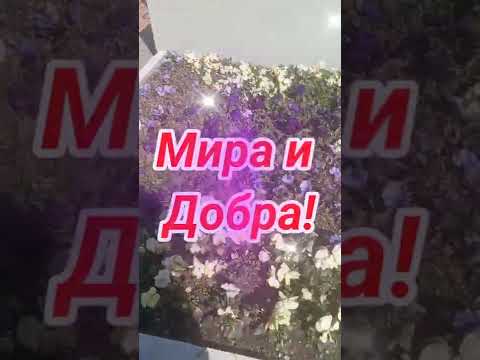 Всем мира и добра!