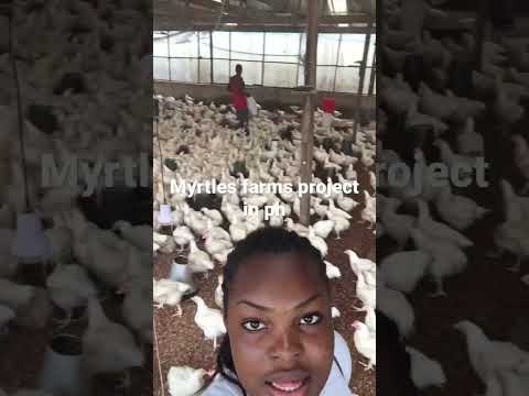 Few weeks old broiler farm in rivers state